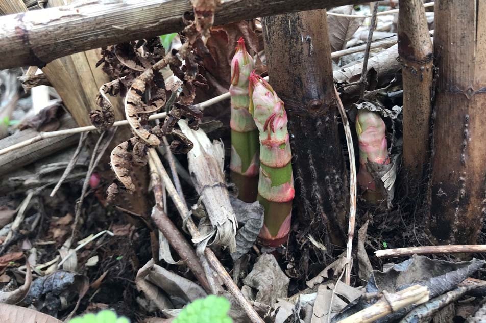 Japanese Knotweed Identification - Spring growth - PCA